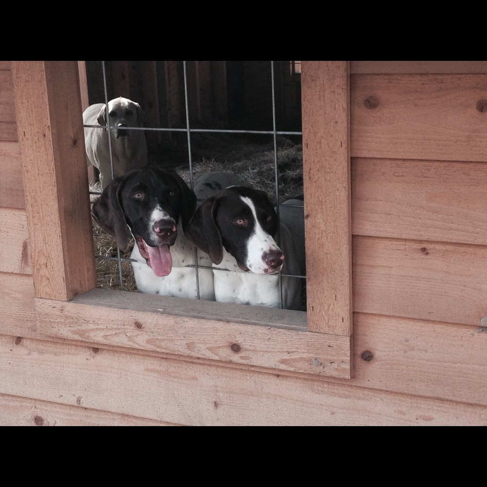 Meet your Posher, Alison